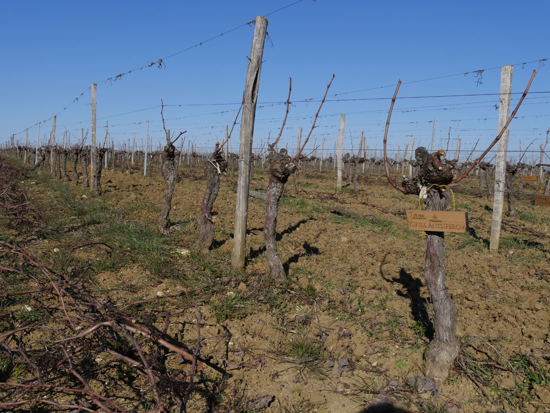 Виноградник на урожай